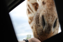 Cropped Image Of Hand Touching Giraffe Through Window