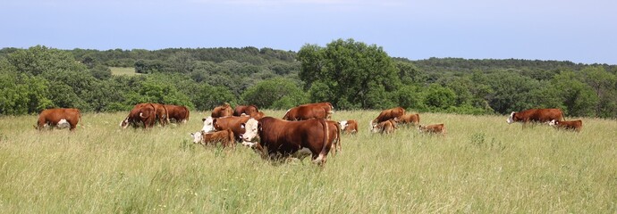 Hereford cattle