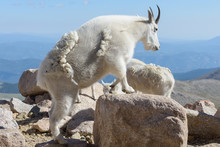 Wild Mountain Goats Of The Colorado Rocky Mountains