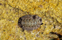 Acanthopleura Granulata, West Indian Fuzzy Chiton, Tropical Species Of Chiton.