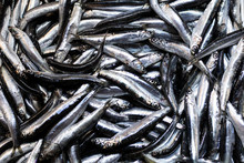 Heap Of Small Mediterranean Anchovy Fish At Market. In A White Box. Close Up.