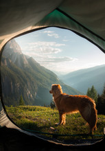 Camping With A Dog In The Mountains. Pet In A Tent On The Nature. Nova Scotia Duck Tolling Retriever On Vacation