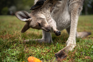 Wall Mural - Baby kangaroo , Australia