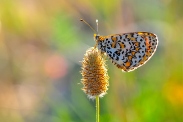 Closeup beautiful butterfly in a summer garden