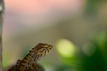 Chameleon Lifting his neck on the natural background