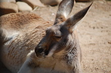 Close-Up Of Kangaroo Relaxing On Field
