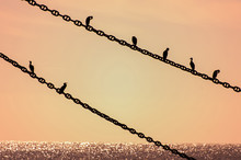 Birds Sitting On Wire