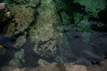 The Crystal Cenote in Quintana Roo , Mayan Riviera, Mexico is a natural area where you can find 3 open cenotes that include 1 small cave, ideal for snorkeling