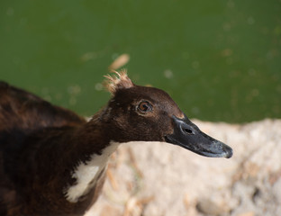 Close up of a funny duck at the pond