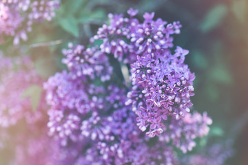 Blooming violet lilac branch background. Morning sunlight, spring concept. Close up, selective focus, copy space. Toned picture.