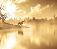 Scenic View Of Silhouette Deer By Lake In Foggy Weather During Sunset