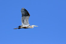 Low Angle View Of Great Blue Heron Flying Against Clear Blue Sky