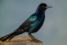 This Close Up Image Shows A Beautiful Wild Quiscalus Quiscula Common Grackle Bird With Black And Metallic Feathers Perched On Wood And Ready To Fly Into The Wetlands.