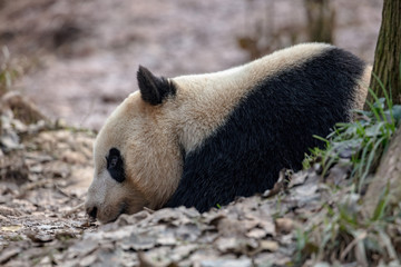 Wall Mural - Sleepy Panda Bear resting in the forest, China Wildlife. Bifengxia nature reserve, Sichuan Province. Cute Lazy Baby Panda Sleeping on the ground, Enjoying an afternoon nap with eyes closed.