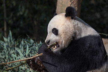 Wall Mural - Panda Bear Eating Bamboo, Bifengxia Panda Reserve in Ya'an Sichuan Province, China. Panda 