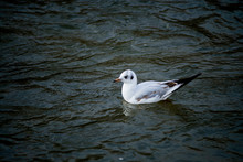 Close-up Of Seagull Swimming In Water