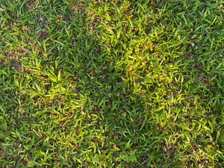 Sunlight on the green grass background in Thailand