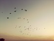Low Angle View Of Birds Flying Against Clear Sky