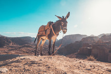 Donkey With A Saddle On Its Back On Ayt Blue Sky Under A Bright Sun In The Desert. Donkey In A Desert To Be Ride Inside Petra.
