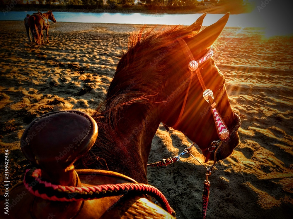 horse at the beach in sunset Stock Photo | Adobe Stock