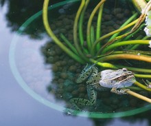 Close-up Of Frog In Water