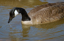 High Angle View Of Canada Goose Swimming On Lake