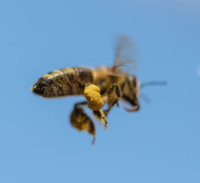 A Bee In Flight Against A Blue Sky