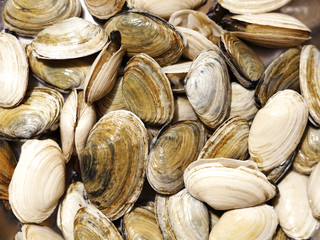 close up on geoduck clam as seafood background