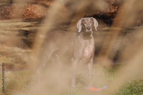 Fotografía Portrait Of Weimaraner Standing On Field