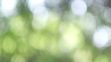 bokeh background, green leave blur background