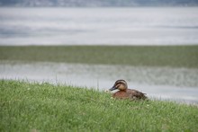 Female Mallard Duck Resting On Grass Against Lake
