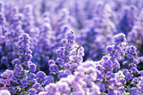 Fototapeta Lawenda - Closeup image of a beautiful purple Margaret flower field