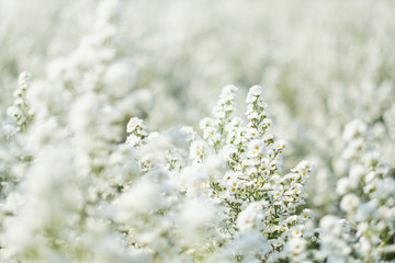 Wall Mural - Closeup image of a beautiful Cutter flower field