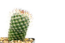 Closeup Green Cactus Isolated On White Background With Clipping Path