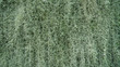 Close up of Spanish moss Tillandsia usneoides