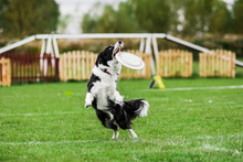 Border Collie Catching Flying Disk, Summer Outdoors Dog Sport Competition