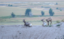 Bighorn Sheep Resting On Hill