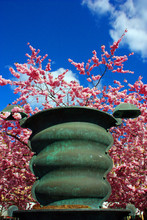 Japanska Körsbärsträd I Kungsträdgården