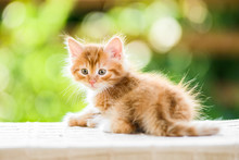 Adorable Playful Red Orange Fluffy Kitten On Sunny Day
