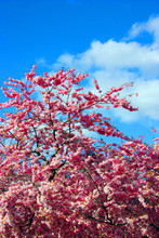 Japanska Körsbärsträden I Kungsträdgården