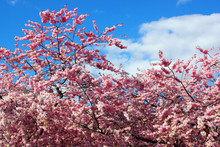 Japanska Körsbärsträden Blommar I Kungsträdgården/Stockholm