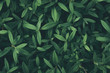 Background of fresh green leaves close-up