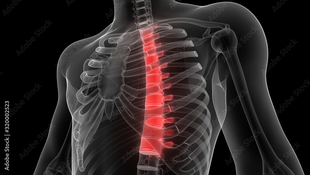 Vertebral Column Thoracic Vertebrae of Human Skeleton Anatomy X-ray 3D ...
