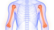 Humerus Bone Joints of Human Skeleton System Anatomy 3D Rendering