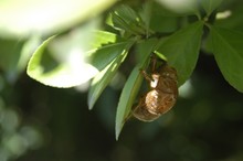 Close-Up Of Cicada On Leaf