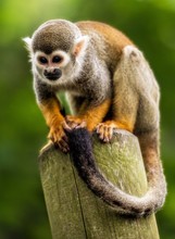 Low Angle View Of Squirrel Monkey On Wooden Post