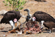 Side View Of Birds Eating Carcass