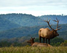 Elks On Field Against Mountain