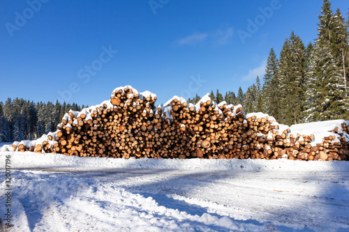 Photographie Forest pine trees log trunks felled by the logging timber industry covered with
