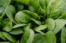  Fresh Green Spinach Leaves. Spinach Background Top View